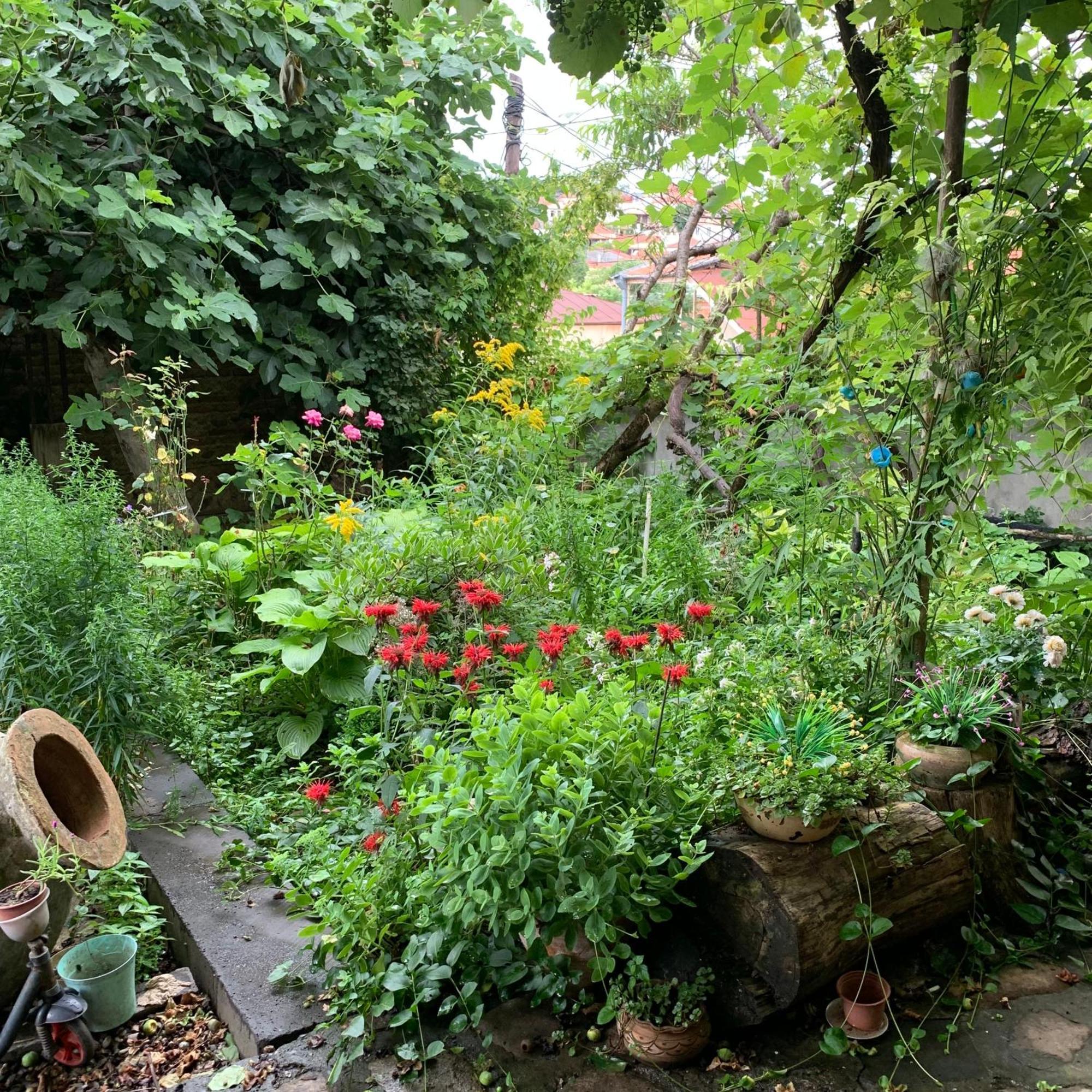 Sofya Hostel Sighnaghi Bagian luar foto